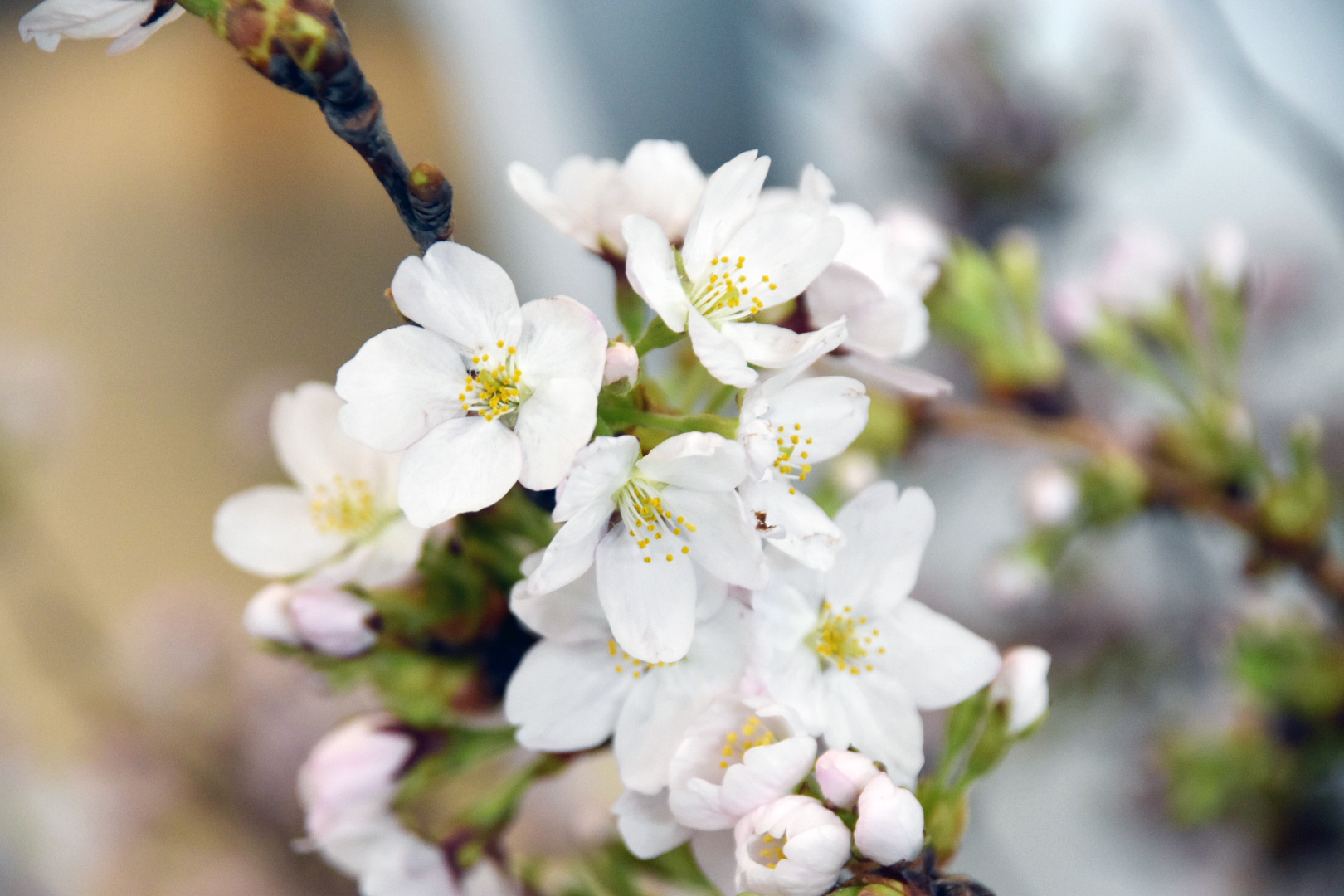 パールフェア 朝日堂 桜