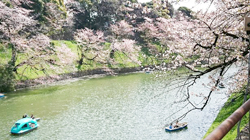 千鳥ヶ淵の桜201804