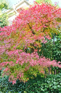 紅葉の色づき01_2017