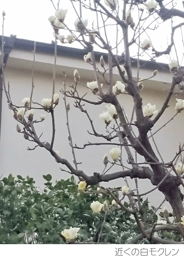 hakumokuren2017