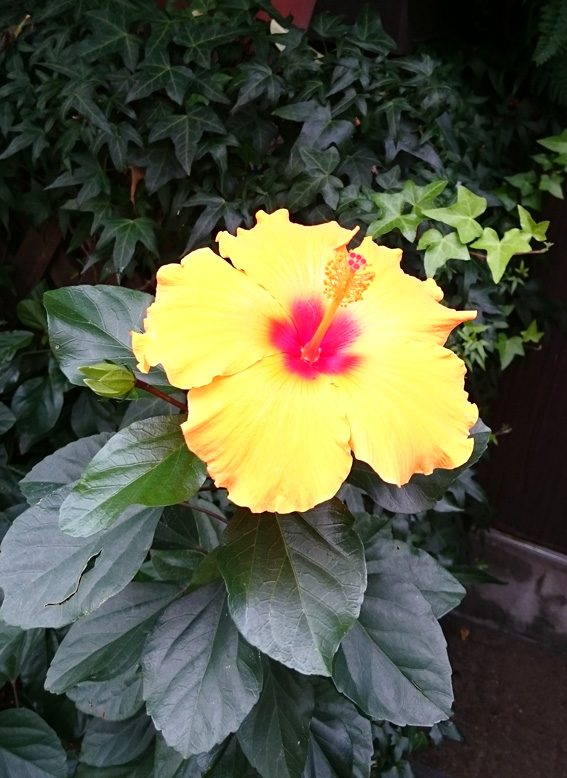 hibiscus_yellow