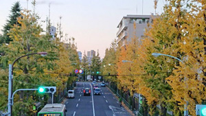銀杏並木_椿山荘前