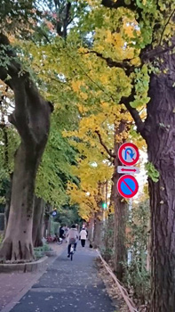 銀杏並木_目白台公園