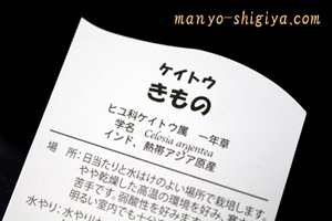 ケイトウ_きもの札