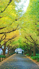 神宮外苑銀杏並木201811a