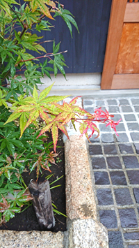 紅葉の色づき