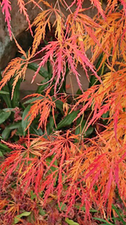 紅葉_久我山02