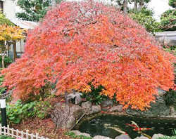 紅葉_久我山01