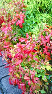 おたふく南天_201710