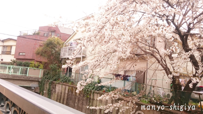 river_sakura2017