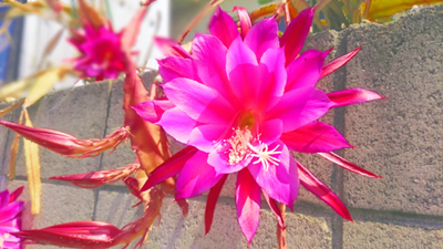 サボテンの花2