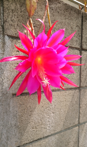 サボテンの花1