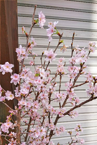 早咲きの桜201801