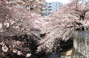 小滝橋の桜_1