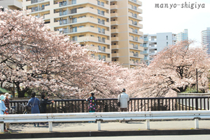 小滝橋の桜_2