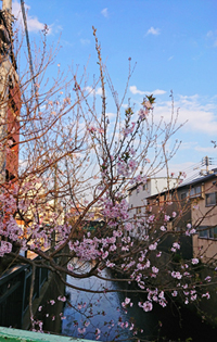 妙正寺川の桜202003
