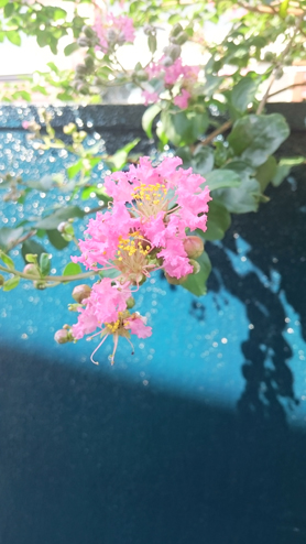 百日紅ピンク