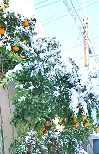 雪持ちの橘の木