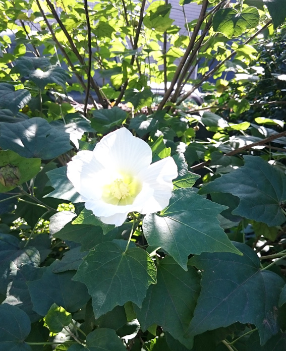 fuyou_white