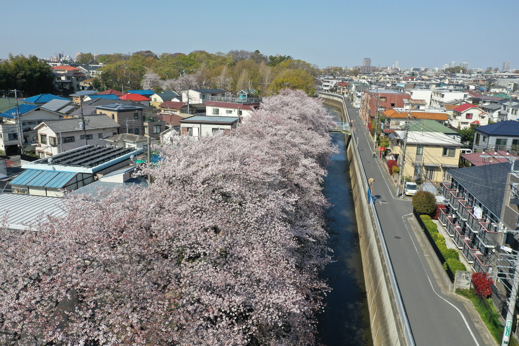 石神井川桜 ドローンで