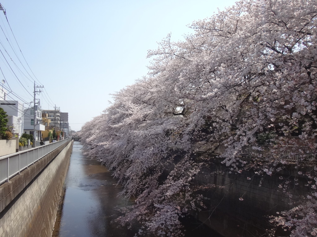 石神井川　桜