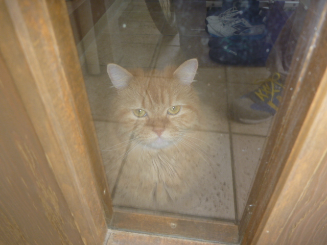 除菌・消臭・脱臭エアコンクリーニング（ペット消臭）